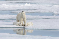 野生北极熊（Ursus maritimus）母熊和幼熊在冰块上