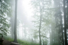 夏日雾蒙蒙的森林与树木的图片