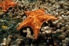 海星在珊瑚海床的水下