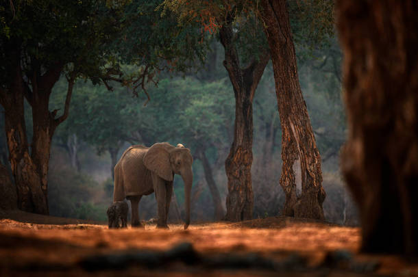 大象宝宝。 非洲津巴布韦Mana Pools Np的大象。 老森林里的大动物，黄昏，日落。 自然界中神奇的野生动物场景。 非洲象生活在美丽的栖息地. 年轻的小狗.