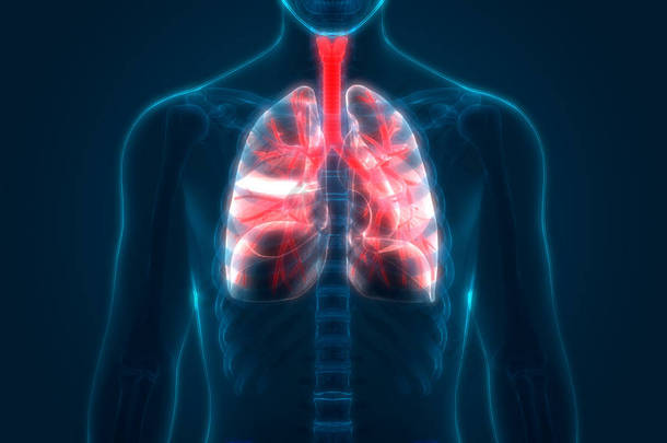 人类呼吸系统隆起解剖。3D
