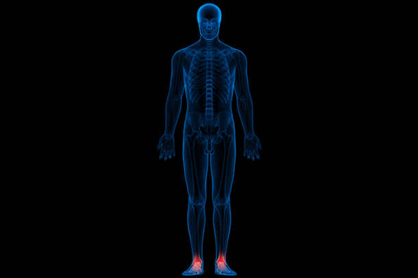 人体<strong>骨骼系统</strong>骨关节解剖。3D