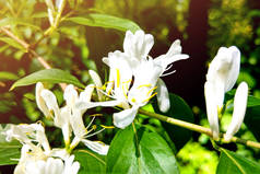白花金银花金银花在朦胧的绿色背景下，闭合，宏观