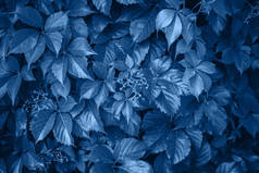 背景由新鲜的绿叶制成，呈淡蓝色。 动态的背景，完美的户外模式.