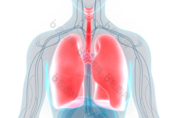 人类<strong>呼吸系统</strong>隆起解剖。3D