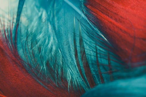 特写美丽的红色和水鸟羽毛图案背景设计纹理. 宏观摄影视图.