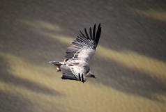 一只长着大翅膀的大狮鹫在一个自然公园里飞翔