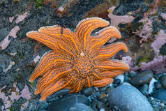 桔子在海岩上开始吃鱼，自然海洋生物