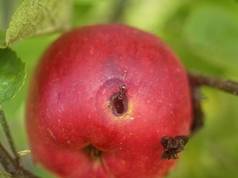 蚂蚁在树上吃苹果，俄罗斯