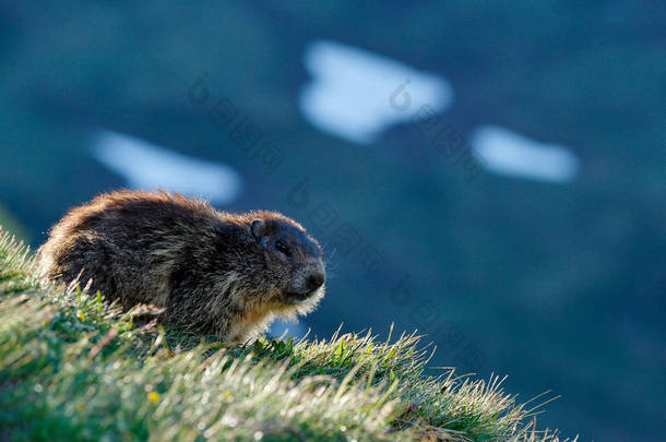 意大利阿尔卑斯山，可爱的肥壮的土拨鼠，与大自然一<strong>起坐</strong>在草地上，岩石山的栖息地。野生大自然的野生动物场景。有趣的图像，Marmot的细节.