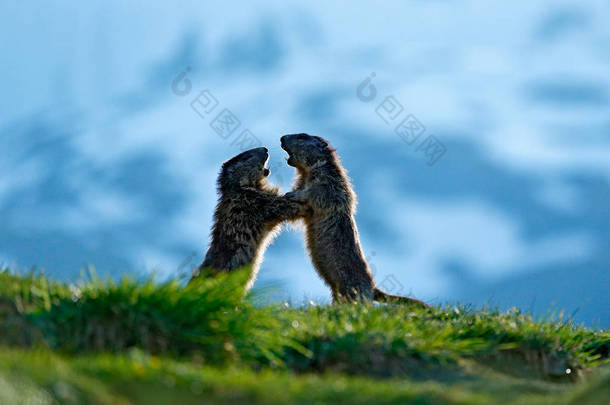 意<strong>大</strong>利阿尔卑斯山，可爱的肥壮的土拨鼠，与<strong>大</strong>自然一起坐在草地上，岩石山的栖息地。野生<strong>大</strong>自然的野生动物<strong>场景</strong>。有趣的图像，Marmot的细节.