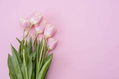 三月八日：母亲节快乐。粉色背景的粉红郁金香。复制空间