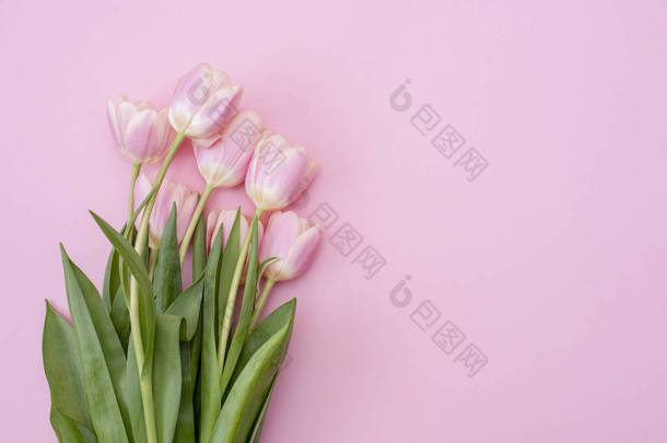 三月八日：母亲节快乐。粉色背景的粉红郁金香。复制空间