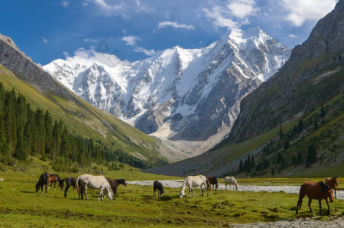 吉尔吉斯斯坦山上阳光灿烂的草地上的野马