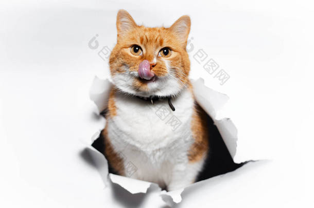 红猫穿白撕破的纸孔的特写.