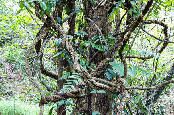 热带雨林中的绿色藤蔓