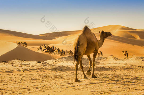 阿布扎比利瓦沙漠中的骆驼群