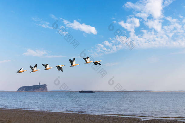 <strong>江西</strong>省波阳湖上的候鸟、美丽的鞋山和红斑鸭.