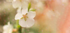 春白的樱花在阳光下绽放着灿烂的光芒.花的构图有选择的重点。你的模型和项目的概念。布局，复制空间。横幅.