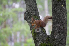 公园里的红松鼠，树上挂着坚果。动物