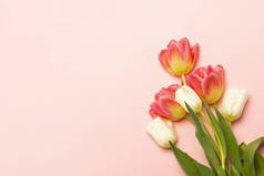 粉红色背景上的粉红色和白色郁金香芬芳。春节假期的概念明信片三月八日母亲节班纳平躺在地上，俯瞰四周.