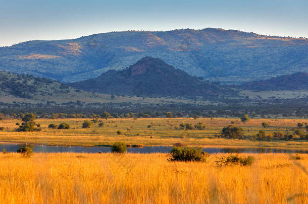 南非Pilanesberg NP的<strong>风景</strong>。金黄色的草甸,背后有湖水,背景是山.在非洲旅行。野外的<strong>夏日</strong>.