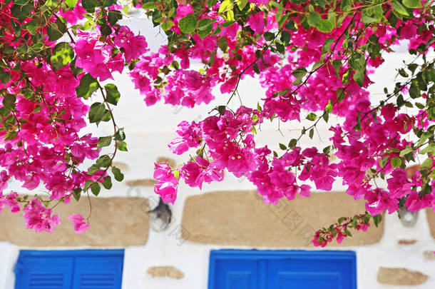 在希腊库方尼西亚群岛上盛开的粉红色的花