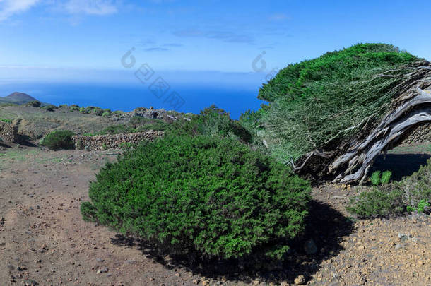 在大西洋的背景下, El Hierro岛的老弯曲杜<strong>松子</strong>树,有杜<strong>松子</strong>树,阳光普照