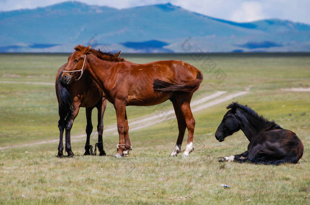 吉尔吉斯斯坦Songkol湖附近的吉尔吉斯斯坦草原上放牧的马.