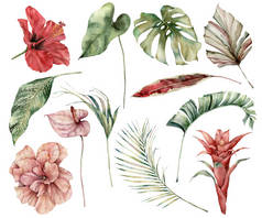 水彩斑斓的热带布景,花朵叶茂.手绘芙蓉、海葵、金银花、金银花和棕榈枝，背景为白色。设计、印刷、背景的植物图解.