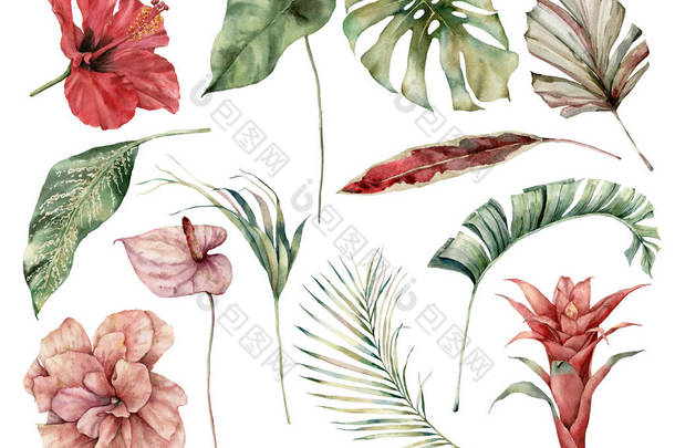 水彩斑斓的热带布景,花朵叶茂.手绘芙蓉、海葵、金银花、金银花和棕榈枝，背景为白色。设计、印刷、背景的植物图解.