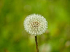 蒲公英野花夏天.