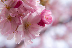 春天里一个短暂的季节就是樱花盛开的季节.