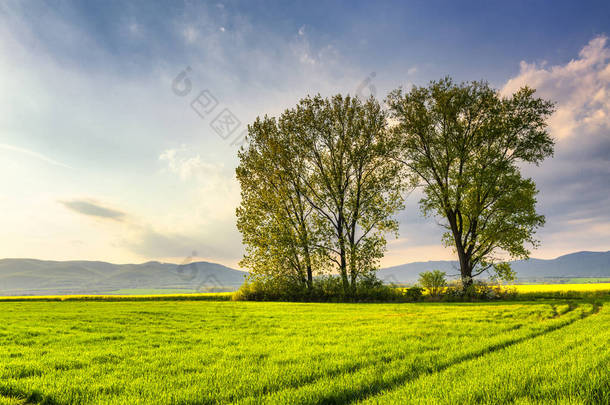 斯洛伐克美丽的春天乡村风景。绿地,绿地,庄稼鲜活,土路,丘陵层出不穷.春天的美丽自然.