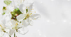 樱花在春天开花作为背景或复制文字的空间