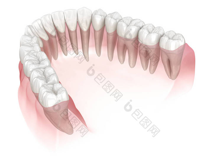 下颌骨人类的牙龈和牙齿。医学上准确的牙齿3D图像