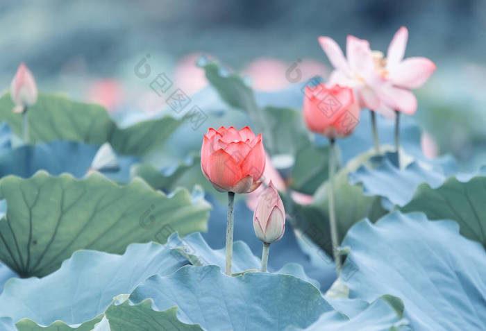 荷花盛开在夏天的池塘里，绿叶为背景