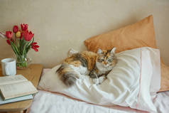 生姜、三色猫在床上休息.笔记本、书本、一杯茶和春天的花朵，在温暖柔软的床上装饰着家居装饰。舒适的概念.