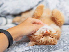女人抚摸可爱的生姜猫,睡觉时肚子朝上.毛绒绒的宠物在床上打盹.舒适的早晨就寝时间.