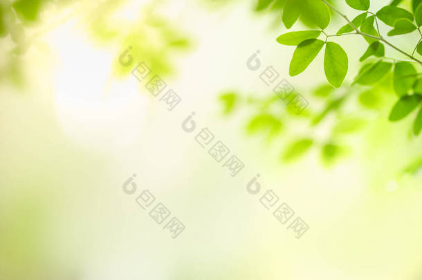 美丽的自然景观绿叶在阳光下模糊的绿叶背景上，以自然植物景观为背景，生态墙纸概念复制空间.