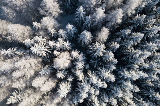 空中俯瞰着覆盖着积雪的冬季森林.无人驾驶摄影。全景图像美丽的霜冻树，圣诞佳节，新年快乐.