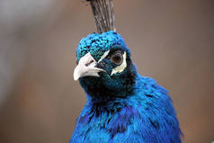孔雀雄鸟，有美丽的蓝色羽毛羽毛-鱼群照片
