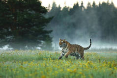 西伯利亚虎生活在美丽的栖息地.Panthera tigris altaica 。阿穆尔老虎在草地上奔跑.有危险动物的花草场。野生动物俄罗斯.