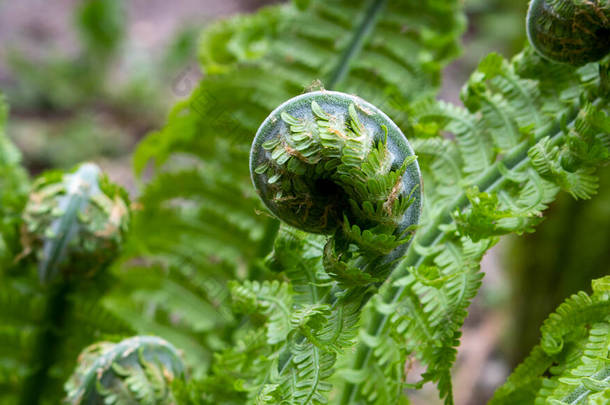 松果的蕨类螺旋属（Fern Spiral of Matteuccia）是一种蕨类属，只有一种，通常被称为鸵鸟蕨类（ostrich fern） 、线头蕨类（fiddlehead fern）或梭鱼蕨类（s