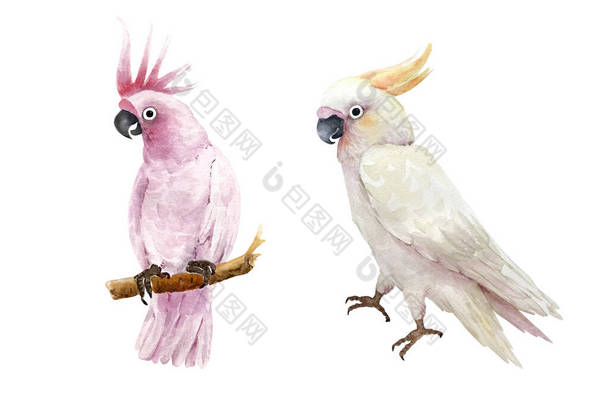 白色和粉色果冻鹦鹉鸟，白色背景上的水彩画