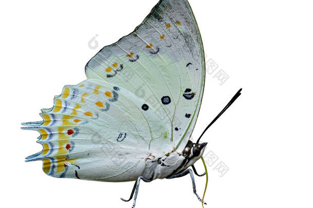 美丽的白色蝴蝶，饰有橙色菱形斑点，翅膀天线头腿的细节与白色背景隔离，珠宝纳瓦布（Polyura delphis）)