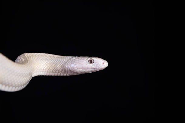 德克萨斯鼠蛇（英语：Texas rat snake，缩写Elaphe obsolete eta lindheimeri）是鼠蛇的亚种，在美国发现，主要分布在德克萨斯州。..