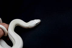 德克萨斯鼠蛇（英语：Texas rat snake，缩写Elaphe obsolete eta lindheimeri）是鼠蛇的亚种，在美国发现，主要分布在德克萨斯州。..