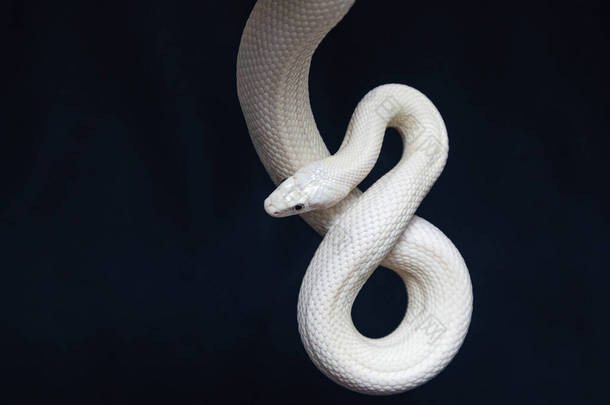 <strong>德克萨斯</strong>鼠蛇（英语：Texas rat snake，缩写Elaphe obsolete eta lindheimeri）是鼠蛇的亚种，在美国发现，主要分布在<strong>德克萨斯</strong>州。..