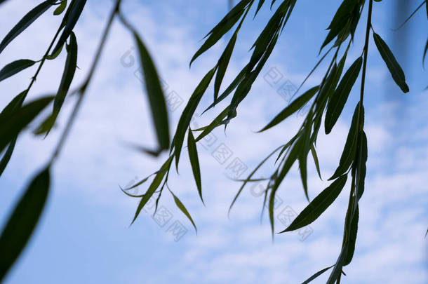 detail shot of nature and tree